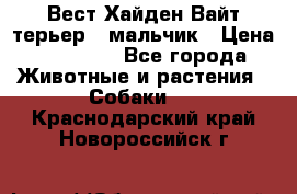 Вест Хайден Вайт терьер - мальчик › Цена ­ 35 000 - Все города Животные и растения » Собаки   . Краснодарский край,Новороссийск г.